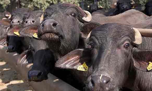 திருவள்ளூர் அருகே லாரியில் அனுமதியின்றி கொண்டு சென்ற 32 எருமை மாடுகள் மீட்பு