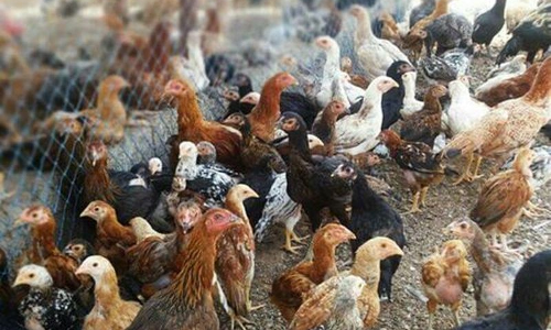 நாட்டு கோழி பண்ணை மானியத்தில் அமைக்க விண்ணப்பிக்கலாம் - பெரம்பலூர் கலெக்டர் தகவல்