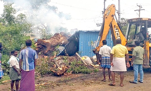 மர்மநபர்களால் தீ வைக்கப்பட்ட மரம் அகற்றம்