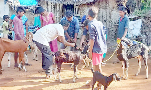 ஆடுகளுக்கு தடுப்பூசி முகாம்