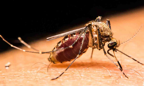 மழையால் கொசுக்கள் உற்பத்தி - நோய் தடுப்பு பணிகள்  தீவிரப்படுத்தப்படுமா?