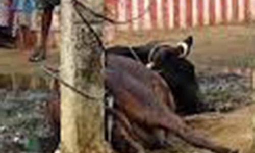 மின்சாரம் பாய்ந்து மாடு பலி