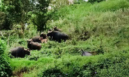 கொடைக்கானல் சீனிவாசபுரத்தில் உலா வந்த காட்டெருமைகளால் அலறியடித்து ஓடிய மக்கள்
