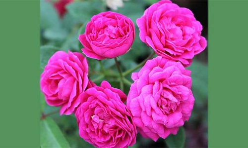 திண்டுக்கல்லில் பூக்களின் விலை தொடர்ந்து உயர்வு