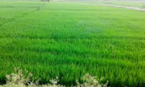 புதுவையில் நெல் திருவிழா 8-ந் தேதி நடக்கிறது