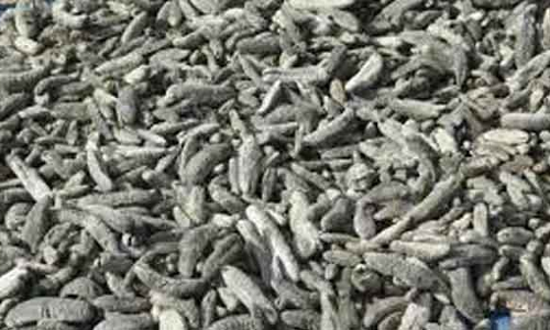 300 கிலோ கடல் அட்டை பறிமுதல்