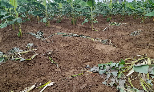 திருக்குறுங்குடியில் காட்டுப்பன்றிகள் அட்டகாசம்; வாழை தக்காளி பயிர்கள் நாசம்