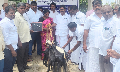 100 பயனாளிகளுக்கு இலவச ஆடுகள்