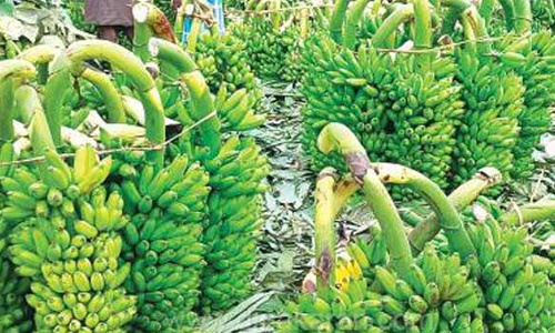 பரமத்திவேலூர் சுற்றுவட்டார பகுதிகளில் ஆடி- 18 பண்டிகையை முன்னிட்டு  வாழைத்தார்கள் விலை உயர்வு