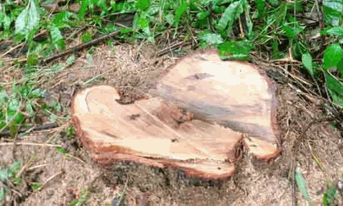 கோவைப்புதூரில் 2 சந்தன மரங்கள்  வெட்டி கடத்தல்