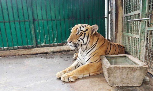 வண்டலூர் பூங்காவில் உடல்நிலை பாதிக்கப்பட்ட புலிக்கு வேப்பேரி மருத்துவ குழுவினர் சிகிச்சை