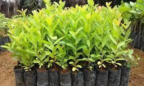 விவசாயிகளுக்கு இலவசமாக 3 லட்சம் மரக்கன்றுகள் வழங்க இலக்கு விவசாயிகளுக்கு இலவசமாக 3 லட்சம் மரக்கன்றுகள் வழங்க இலக்கு