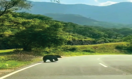 பொள்ளாச்சி அருகே  ஆழியார்-வால்பாறை சாலையில் கரடி நடமாட்டம்