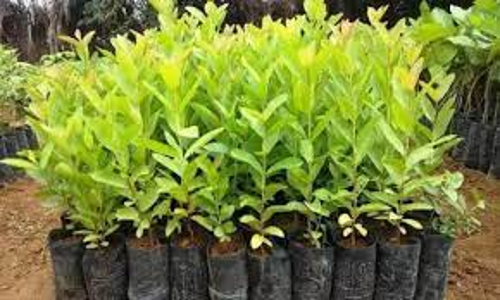 விவசாயிகளுக்கு இலவசமாக 3 லட்சம் மரக்கன்றுகள் வழங்க இலக்கு