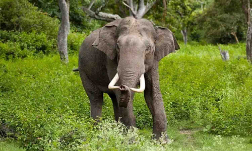 மேற்குத்தொடர்ச்சி மலைப்பகுதி அடர் வனத்தில் கொசுக்கடியால் சாலைக்கு வரும் யானைகள்