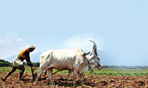 விவசாய பணிகளில் தீவிரம் காட்டும் விவசாயிகள்