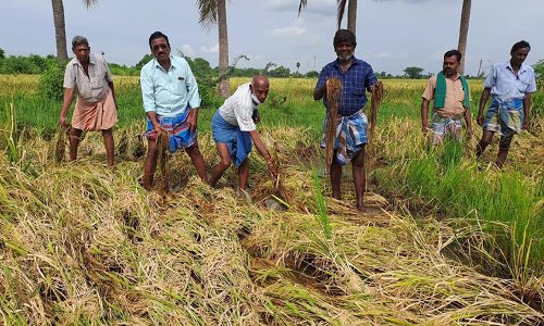 ஸ்ரீமுஷ்ணம் அருகே ஏரி நீர் திறப்பால்  200 ஏக்கர் நெற்பயிர் நாசம்