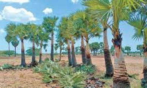 வேலை வாய்ப்பு அளிக்கும் வகையில் பனைமர கன்றுகள் நடவு பணி தீவிரம்