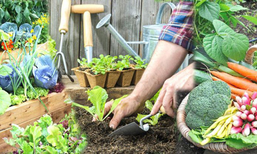 தோட்டக்கலை பயிர்களை பாதுகாப்பது குறித்து விளக்கம்