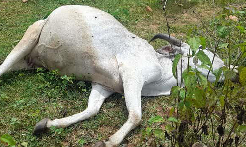 கூடலூர் அருகே 2 பசுமாடுகளை புலி அடித்து கொன்றது