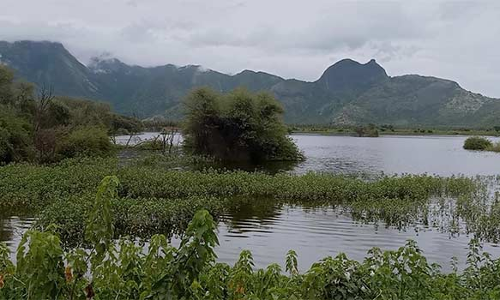 வைகை அணையில் கூடுதல் நீர் திறப்பு ஆக்கிரமிப்பு வயல்களை சூழ்ந்த தண்ணீர்
