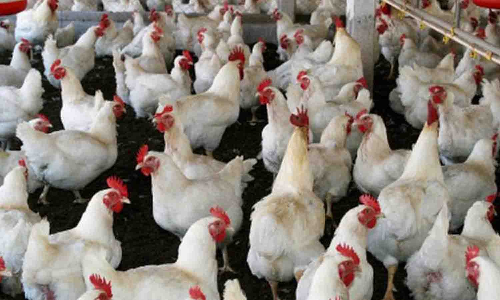 கறிக்கோழி விலை கடும் வீழ்ச்சி - பண்ணையாளர்கள் கவலை