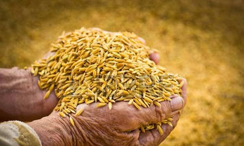 வேளாண் விரிவாக்க மையத்தில் வாங்கிய விதை நெல்லில் கலப்படம்