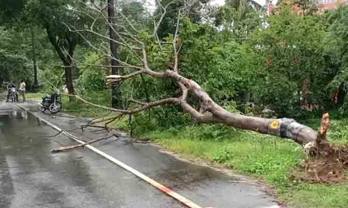 மரம் விழுந்து தந்தை-மகன் படுகாயம்