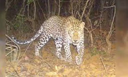 ஆடு, கன்று குட்டியை கடித்து குதறிய சிறுத்தைகள்