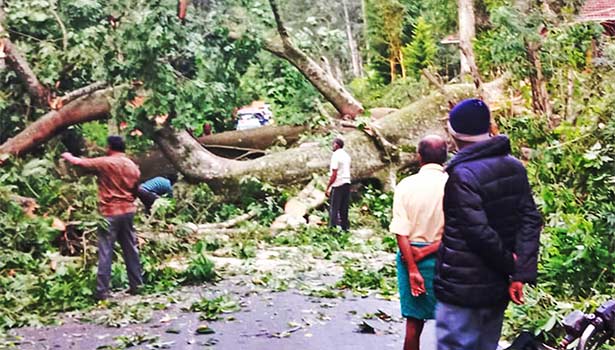 பண்ணைக்காடு அருகே சாலையில் மரம் விழுந்ததால் போக்குவரத்து பாதிப்பு பண்ணைக்காடு அருகே சாலையில் மரம் விழுந்ததால் போக்குவரத்து பாதிப்பு