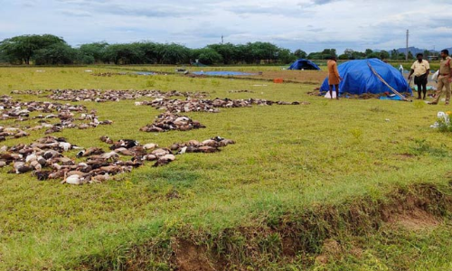 ஆந்திராவில் ஏரியில் விஷம் கலந்த தண்ணீர் குடித்த 3000 வாத்துகள் பலி