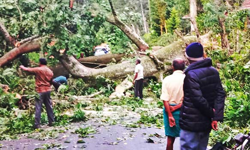 பண்ணைக்காடு அருகே சாலையில் மரம் விழுந்ததால் போக்குவரத்து பாதிப்பு