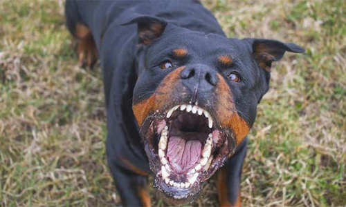 வடமதுரையில் வெறிநாய்கள்  கடித்து 10 ஆடுகள் பலி