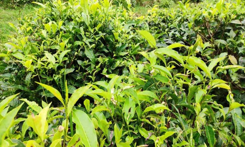 கோத்தகிரியில் தேயிலை செடிகளில் கொப்புள நோய் தாக்குதல்