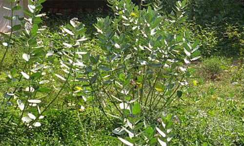 பாரதிதாசன் உறுப்பு கல்லூரியை சீரமைக்க பெற்றோர்கள் கோரிக்கை