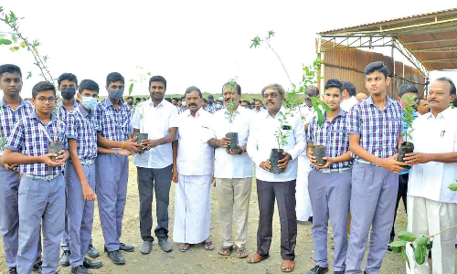 விகாஸ் சேவா டிரஸ்ட் சார்பில் மரக்கன்றுகள் நடும் விழா