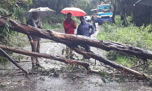 நீலகிரியில் கொட்டி தீர்த்த கனமழை: பந்தலூரில் வெள்ளத்தில் மூழ்கிய வாழை பயிர்கள்