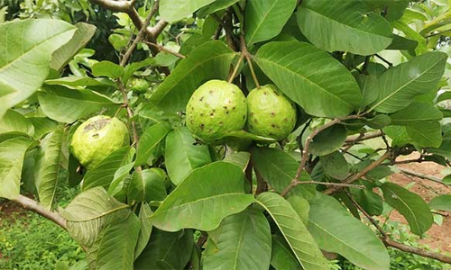 சாணார்பட்டி அருகே கொய்யாவில் நோய் தாக்குதலால் விளைச்சல் பாதிப்பு விவசாயிகள் கவலை