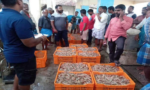 குறும்பனையில் மீனவர்கள் வலையில் சிக்கிய இறால் மீன்கள்