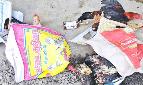 பொன்னேரி அருகே மோட்டார் சைக்கிளில் வந்து கோழிகளை திருடிய கும்பல்- பொதுமக்கள் திரண்டதால் தப்பி ஓட்டம்