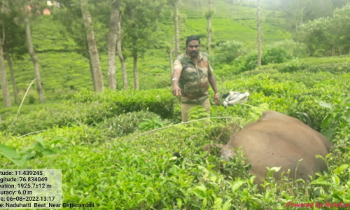 கோத்தகிரியில் மின்சாரம் தாக்கி காட்டெருமை பலி