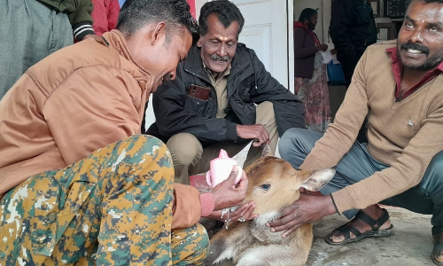 கம்பிவேலியில் சிக்கி தவித்த காட்டெருமை குட்டியை மீட்டு தாயுடன் சேர்த்த வனத்துறையினர்