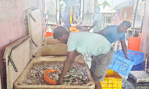 அதிகளவில் மத்தி மீன்கள் கிடைத்ததால் மீனவர்கள் மகிழ்ச்சி