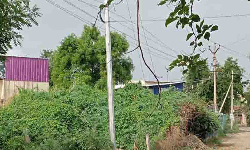 உடுமலை நேதாஜி மைதானம் அருகே விஷ ஜந்துக்கள் நடமாட்டத்தால் பொதுமக்கள் அச்சம்