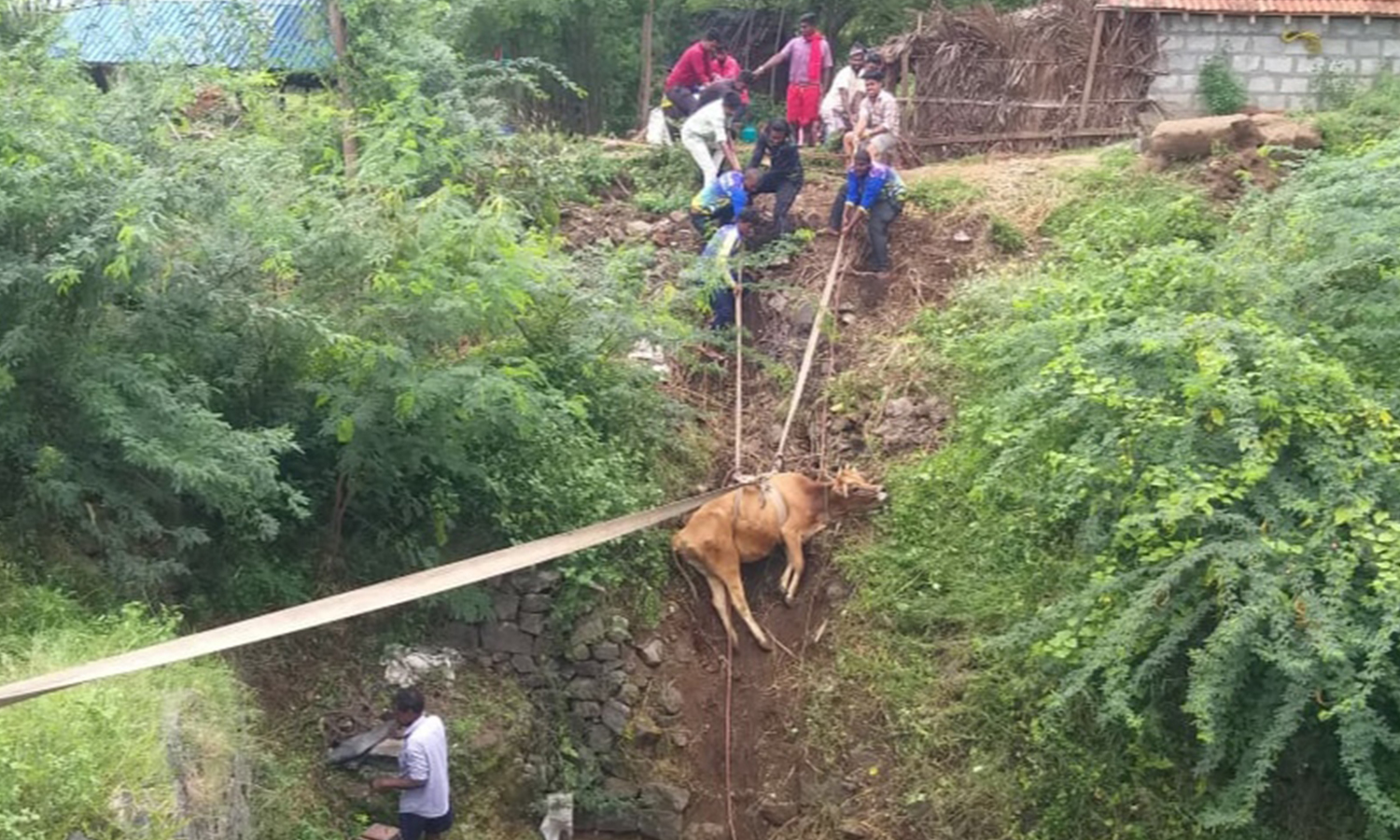 கடத்தூர் அருகே விவசாய கிணற்றில் விழுந்த பசு மாடு உயிருடன் மீட்பு கடத்தூர் அருகே விவசாய கிணற்றில் விழுந்த பசு மாடு உயிருடன் மீட்பு