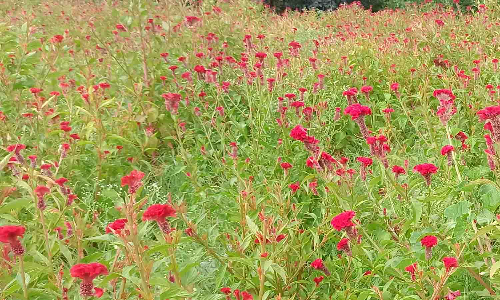 கோழிக்கொண்டை பூக்கள் விலை வீழ்ச்சியால் விவசாயிகள் கவலை