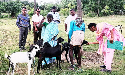 மருந்தகங்களில் கால்நடை பராமரிப்புத்துறை கூடுதல் இயக்குநர் ஆய்வு