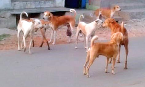 சாத்தான்குளத்தில் கூட்டமாக சுற்றி திரியும் தெருநாய்கள் பொதுமக்கள் அச்சம்