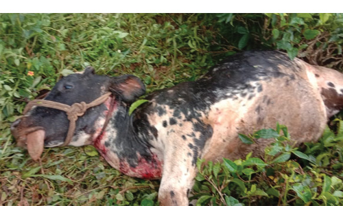 குன்னூர் அருகே பசுமாட்டை அடித்து கொன்ற சிறுத்தை