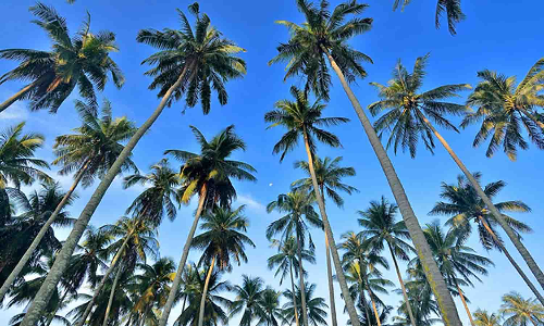 தென்னை வளர்ச்சி வாரியம் சீரமைப்பு நிதி ஒதுக்கீடு செய்ய விவசாயிகள் வலியுறுத்தல்